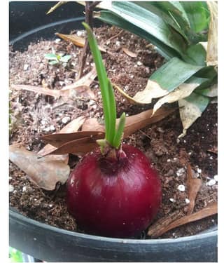 FLARE SEEDS Onion F1 Hybrid Seeds - Pack Of 100 Best Quality Seeds