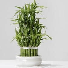 Lucky Bamboo Tree and Rakhi