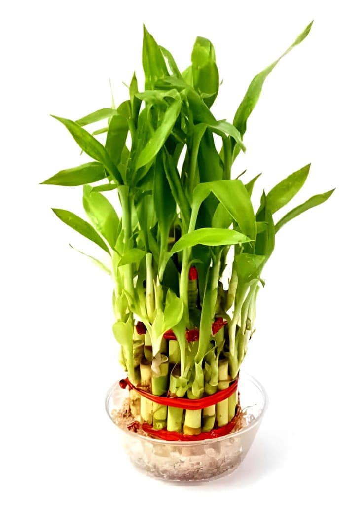 Lucky Bamboo Tree and Rakhi view 3