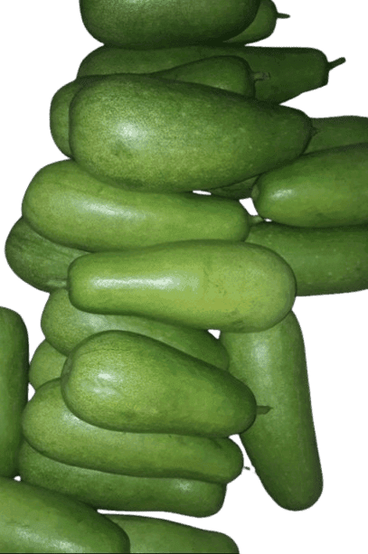 Fresh Organic Bottle Gourd (Lauki) - 1 pcs