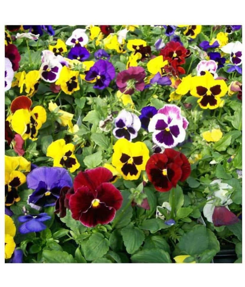 R-DRoz Pansy Flowers Mixed Colour Advance Seeds - Pack of 50 Premium Exotic Seeds