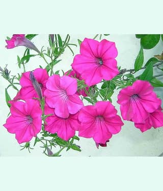 homeagro - Petunia Mixed Flower ( 50 Seeds )