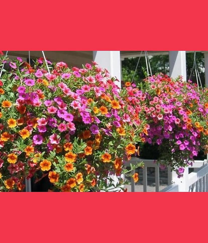 homeagro - Petunia Mixed Flower ( 50 Seeds )