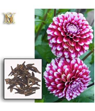 MS Dalhia Seed / Dahlia Hybrids Mixed Color - Dahlia Flower Seeds