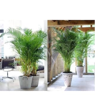 homeagro - Areca palm Plant ( 5 Seeds )