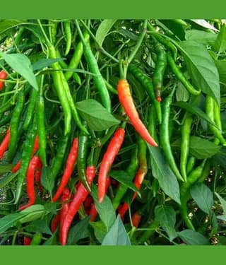 Hybrid Green Chilli Seeds (Pack of 50 Seeds)