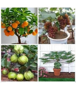 shivam organic seeds - Mixed Fruit ( 20 Seeds )