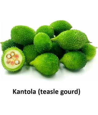 Kantola (teasle gourd) | Pack of 20 Seeds