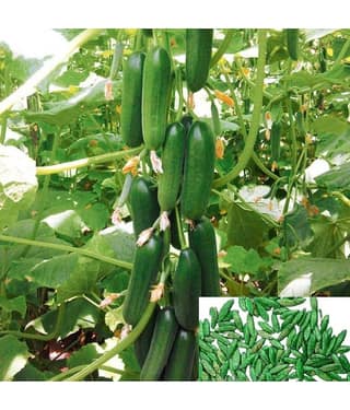 homeagro - Cucumber Vegetable ( 90 Seeds )