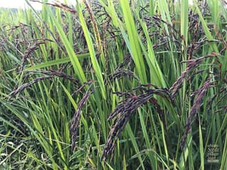 Black rice