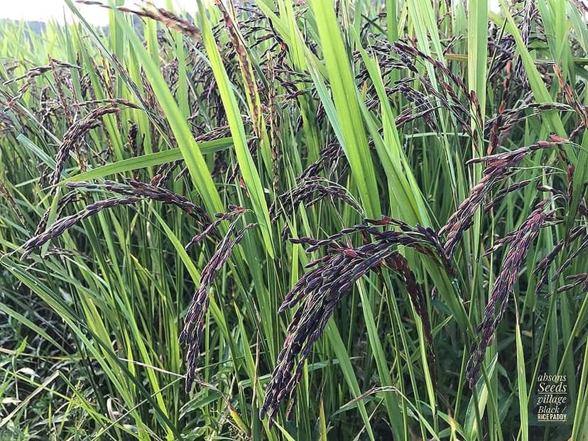Black rice