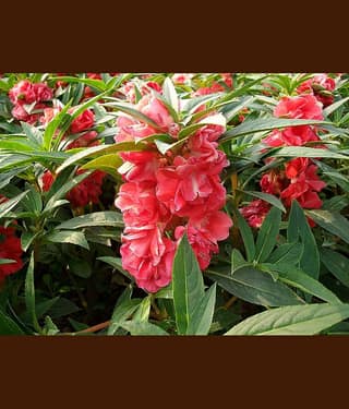 homeagro - Balsam Mixed Flower ( 20 Seeds )