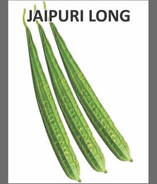 Ridge Gourd Jaipur Long, Turee seeds, Cucurbits Vegetable 20 Seeds