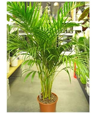 Areca Palm Air Purification Indoor Tree Seeds