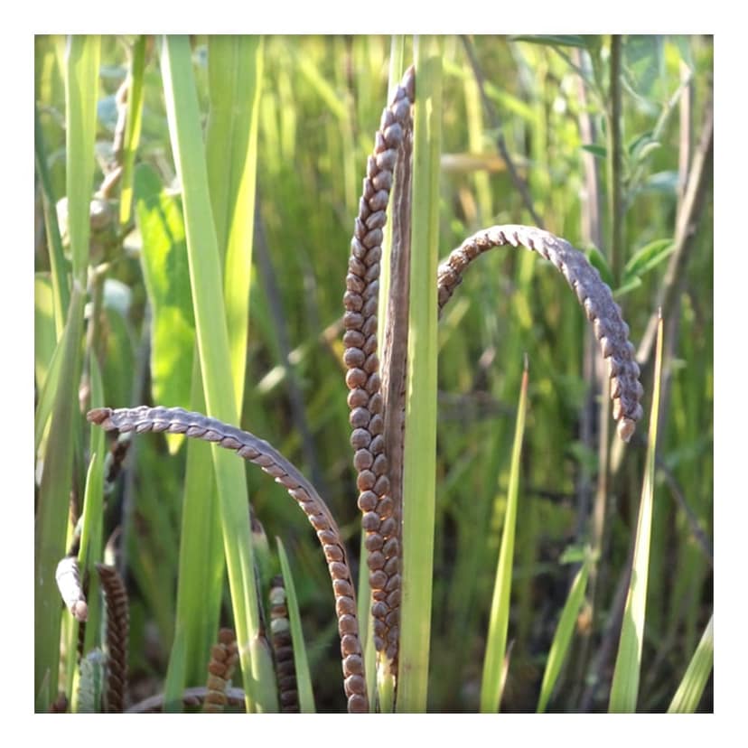 Traditional Millet (Varagu - Kodo) 500 Gms view 5