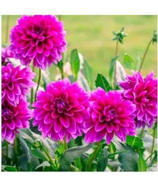homeagro - Dahlia Mixed Flower ( 25 Seeds )