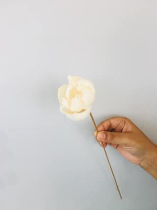 Tree peony Sola Flower (5pcs)
