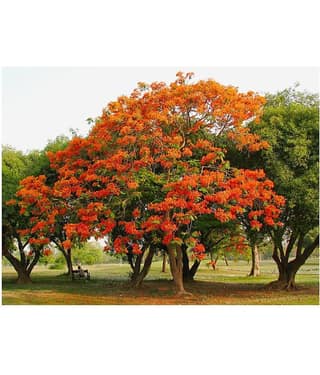 Delonix regia, Gulmohar, Flamboyant, Flame of the forest, Royal Poinciana Flowering Tree Seeds - Pack of 5 Seeds