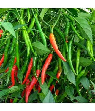 homeagro - Chilli Vegetable ( 50 Seeds )
