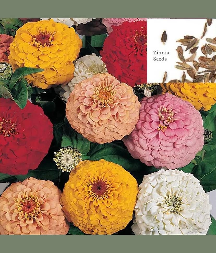 homeagro - Flower Seeds ( 30 )