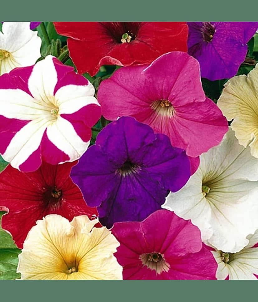 homeagro - Petunia Mixed Flower ( 50 Seeds )