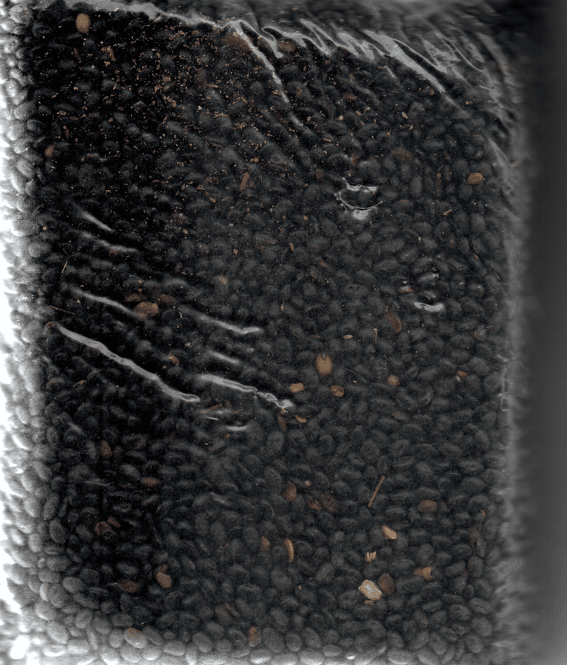BHATT DAL (BLACK SOYABEAN) view 3