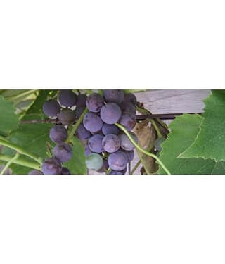 homeagro - Black Grape Fruit ( 20 Seeds )