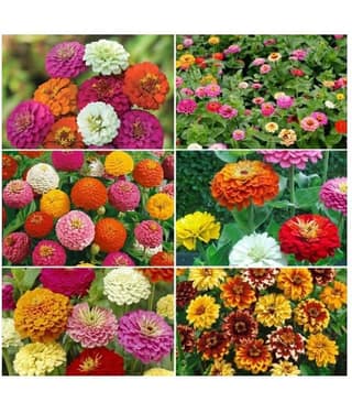 Zinnia Double Mix Flower Seeds (Multicolour, Pack of 25 )