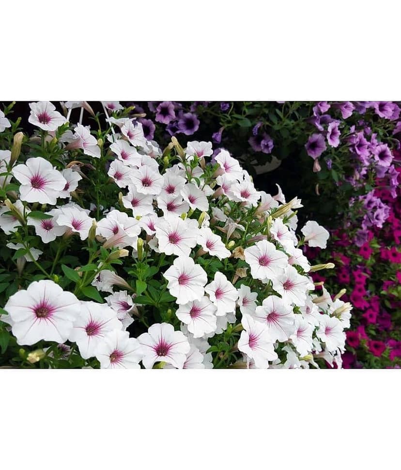 homeagro - Petunia Mixed Flower ( 50 Seeds )