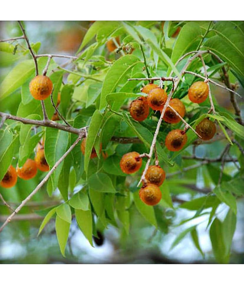 Ekgaon Reetha Powder (Soapnut) 250 gm view 4