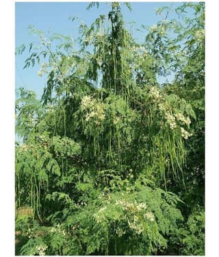 Guggala Drumstick Tree Seeds