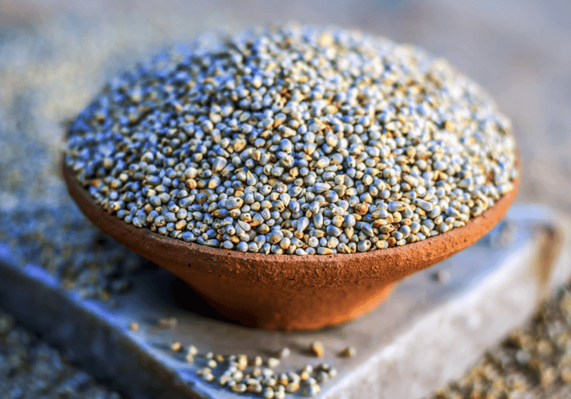 PEARL MILLET view 2