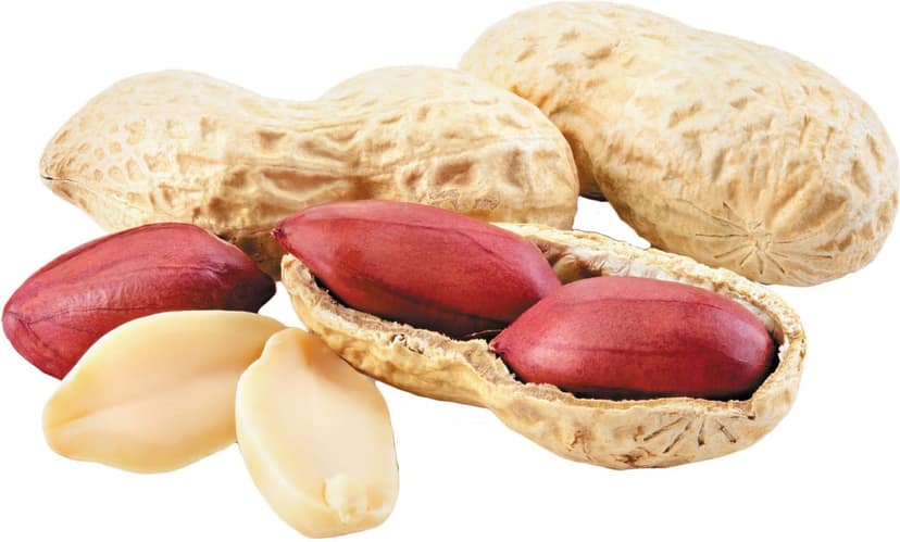 PEANUT view 3