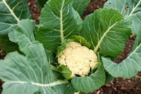 Cauliflower 100g view 2