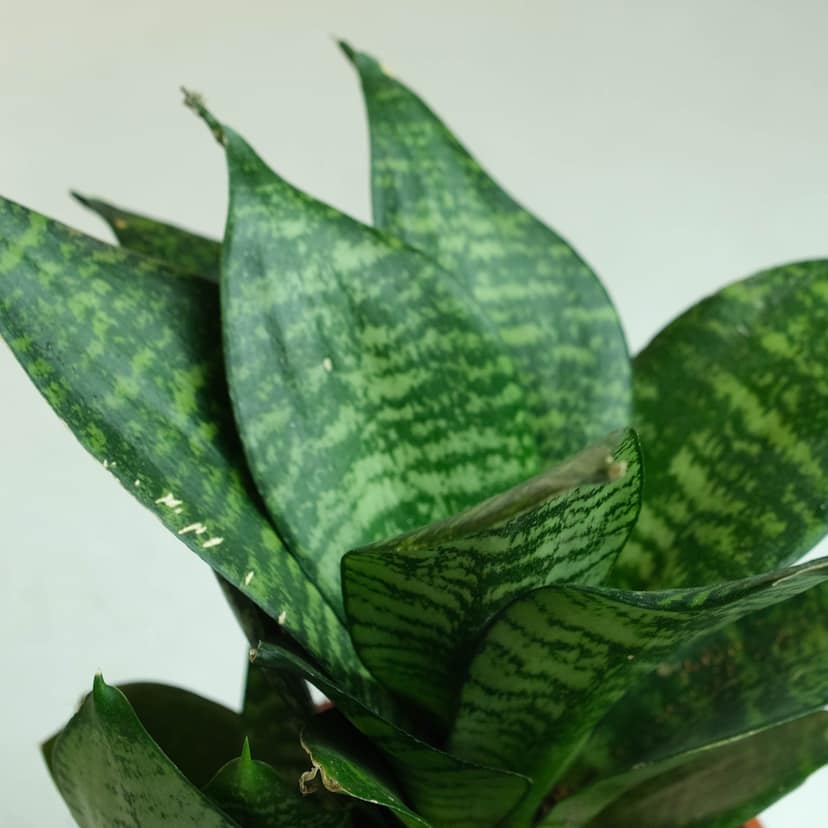 Rooted Snake Plant - Green view 2