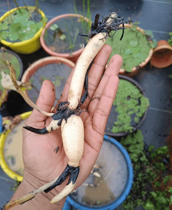 CARLO SUNSHINE LOTUS TUBER view 2