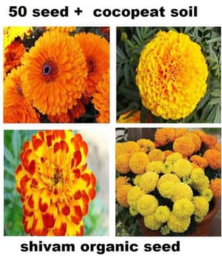 Marigold Flower Seeds For All Season India - (pack of 30 seeeds ) Garden Flower Seeds