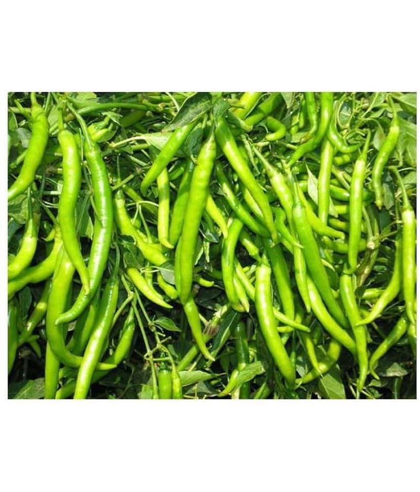 Gardens Indoor Dwarf Hybrid Vegetable Chilli SeedS(50 per packet)