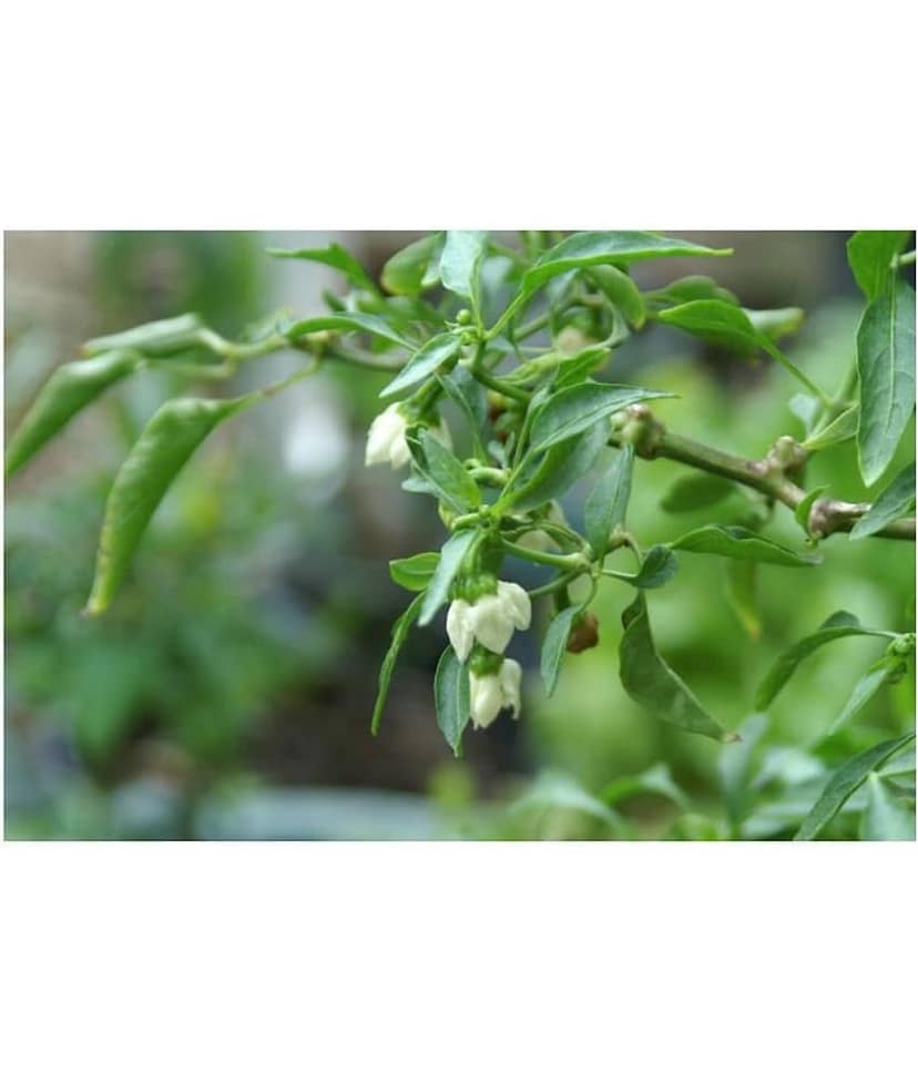 Gardens Indoor Dwarf Hybrid Vegetable Chilli SeedS(50 per packet) view 2