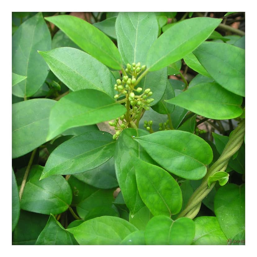 Gurmar Powder (Gymnema sylvestre) (50g) view 6