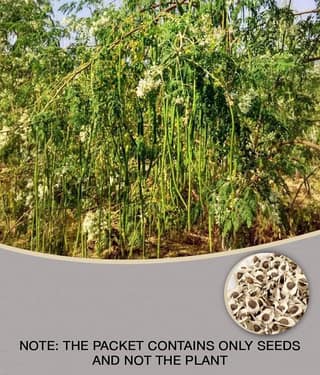 DrumStick (Sarghvo) PKM1 Moringa | Drumstick Vegetable | Moringa Oleifera | ÃÂ ÃÂ¤ÃÂ¸ÃÂ ÃÂ¤ÃÂ¹ÃÂ ÃÂ¤ÃÂÃÂ ÃÂ¤ÃÂ¨