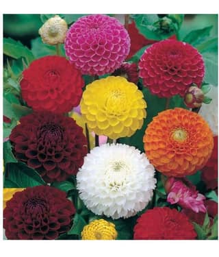 Flower Seeds : Long Lasting Flower Dahlia-Bambino Mixed Home Garden Plant Seeds | Pack of 30 Seeds