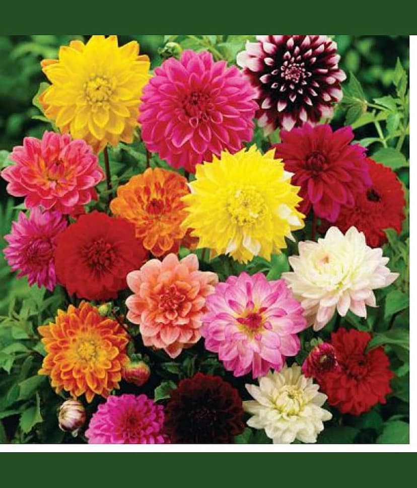 homeagro - Dahlia Mixed Flower ( 20 Seeds )