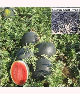 Watermelon F1 Hybrid Green seeds -15 Seeds+ Guava seed free ( 10 seed )