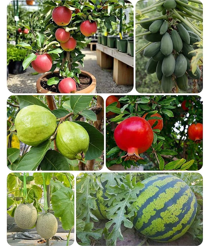 Dwarf fruit seeds combo Apple, Guava, pomegranate, papaya, Musk melon, water melon 5 type fruits seeds
