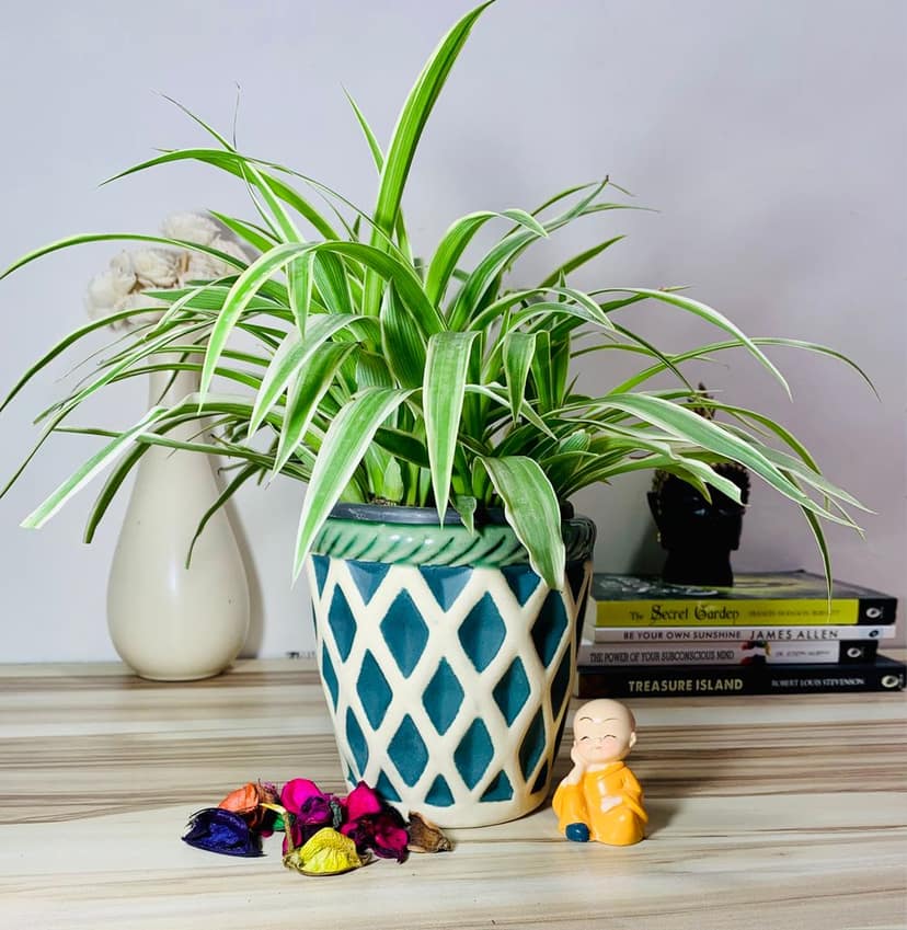 Homefrills Medium Matte Finish Green Stripped Design Ceramic planters Pot for Indoor & Outdoor Home, Garden, Office Decor,Balcony Planters Pot Gamla Size-17 * 17 cm view 2
