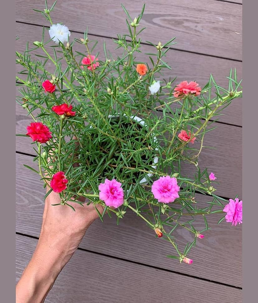 Portulaca mixed hybrid flower seeds (30 Seeds) view 2