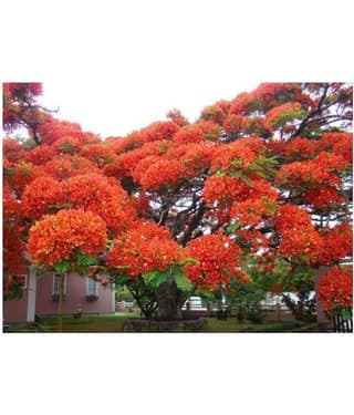 Delonix regia, Gulmohar, Flamboyant, Flame of the forest, Royal Poinciana Flowering Tree Seeds - Pack of 5 Seeds