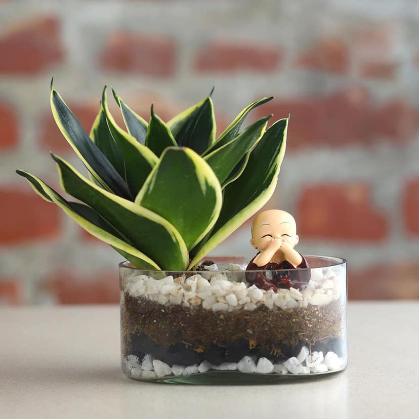 Milt Sansevieria Plant Oval Jar Terrariums