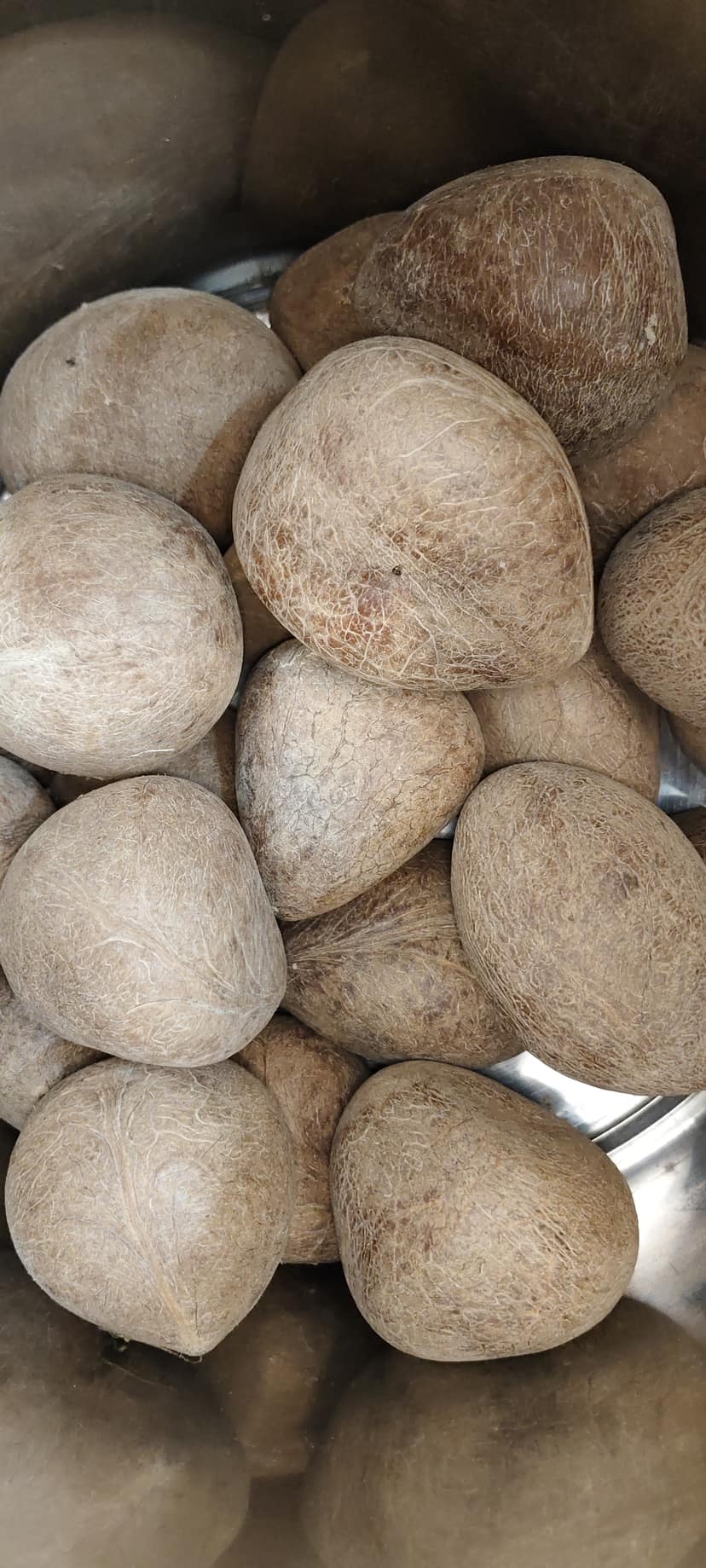 Kobri (copra)
